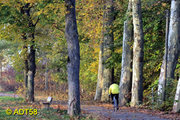 Allée arborée bords de Loire